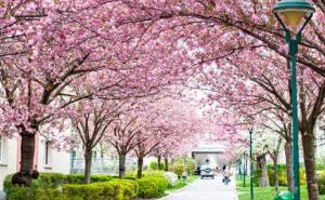 Sadnja stabala u Beču odvija se po meniju pčela